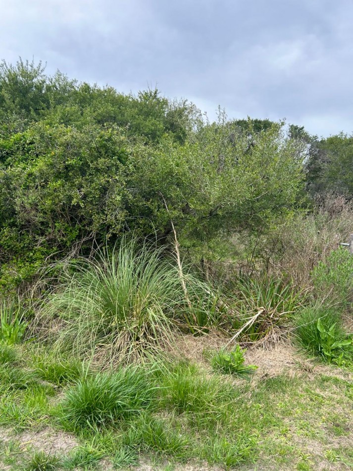 Lote De 18.50x50mts En Calle Coliqueo E/ Roca Y Sarmiento De Punta Indio.