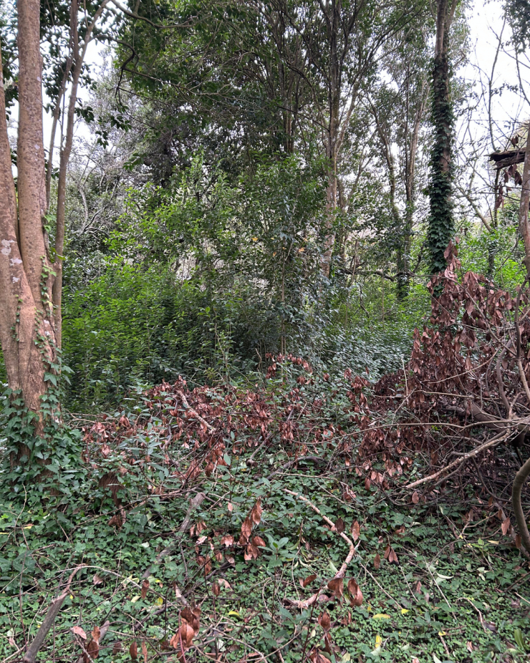 Lote de 20x40 en calle Guemes entre Moreno y Sarmiento, Punta Indio