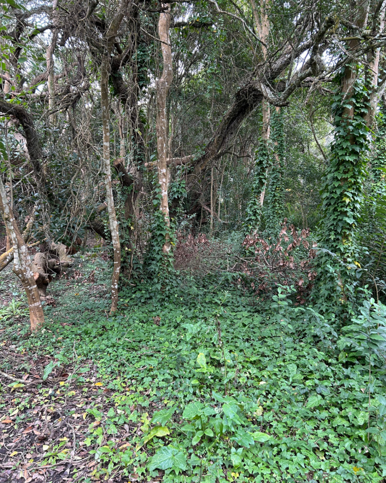 Lote de 20x40 en calle Guemes entre Moreno y Sarmiento, Punta Indio