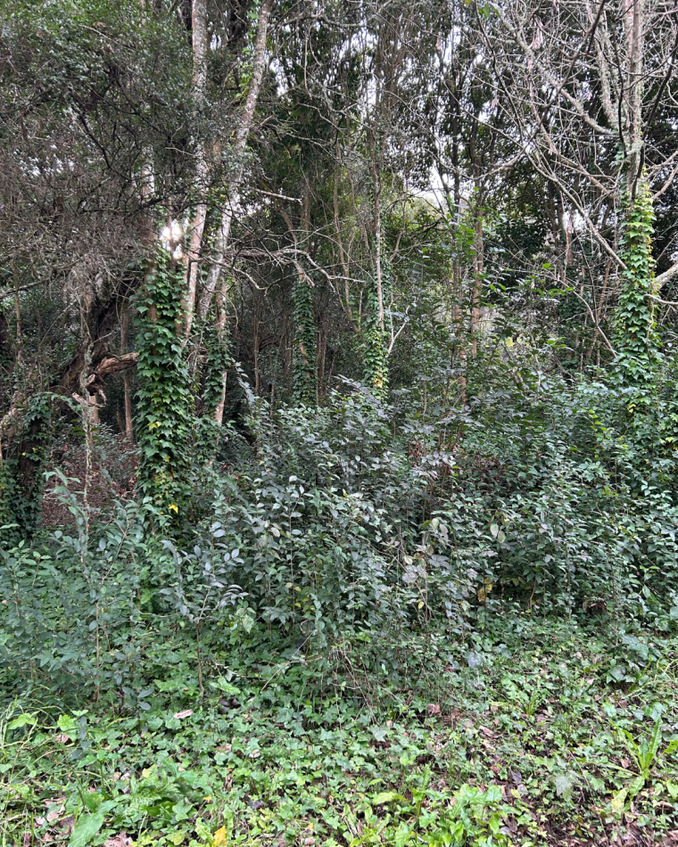 Lote de 20x40 en calle Guemes entre Moreno y Sarmiento, Punta Indio