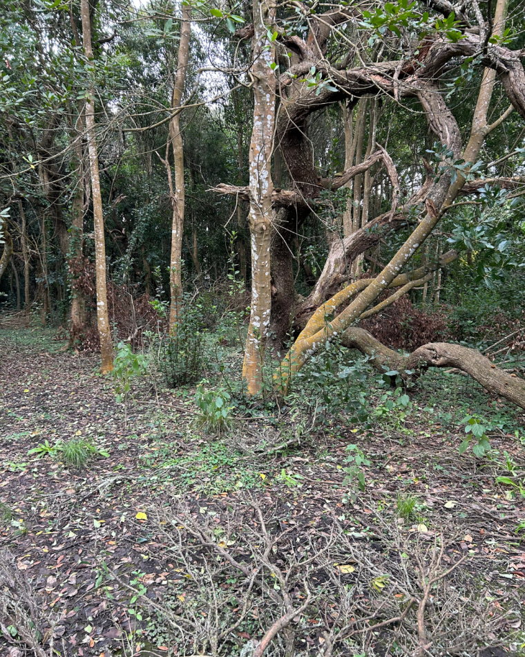 Lote de 20x40 en calle Guemes entre Moreno y Sarmiento, Punta Indio