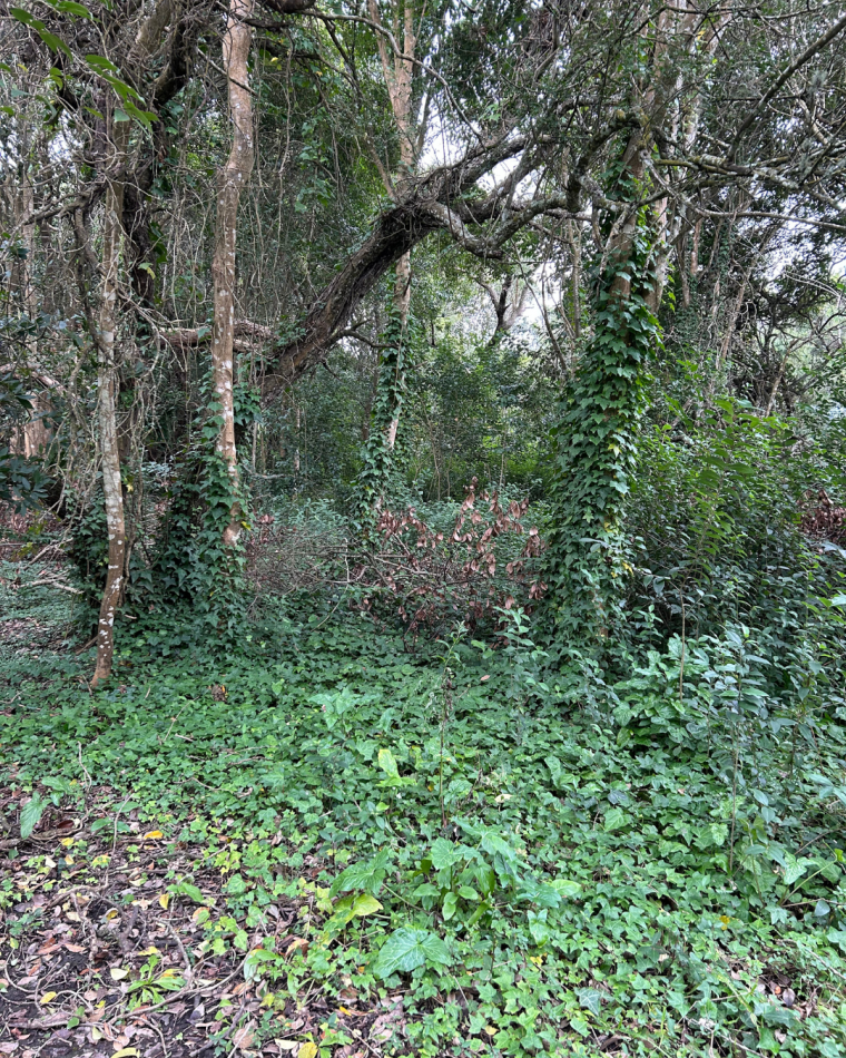 Lote de 20x40 en calle Guemes entre Moreno y Sarmiento, Punta Indio