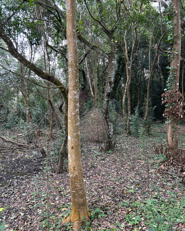 Lote de 20x40 en calle Guemes entre Moreno y Sarmiento, Punta Indio