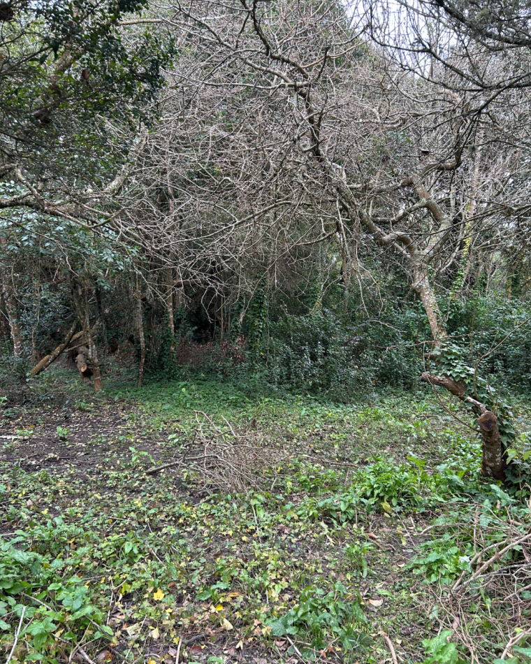 Lote de 20x40 en calle Guemes entre Moreno y Sarmiento, Punta Indio