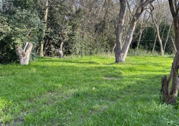 Lote De 40x167 En Punta Indio, Provincia De Buenos Aires.