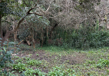 Lote de 20x40 en calle Guemes entre Moreno y Sarmiento, Punta Indio